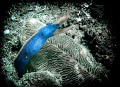 ribbontail caught me off guard while on a dive at twin rocks anilao 